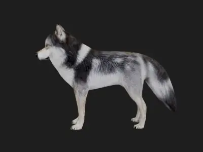 Wolff 3D model