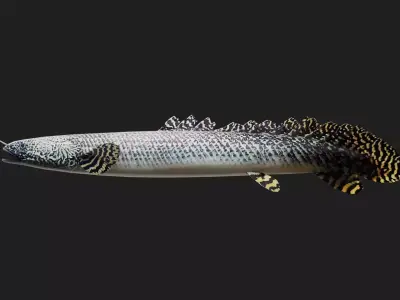 Bichir Low-poly 3D model 2