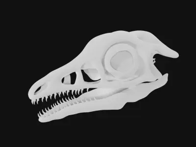 Archaeopteryx skull 3D model