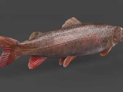 Fish Lenok 3D model