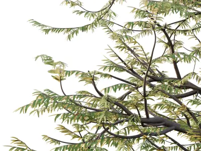 Mountain Ash Tree 09 3D model