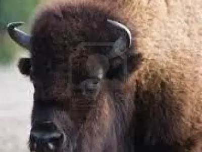 Bison big beast 3D model