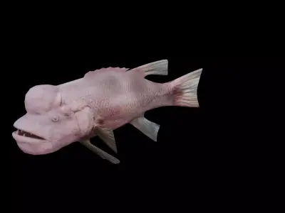 Bodianus reticulatus Low-poly 3D model purchase