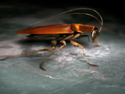 Cockroach beetle on table 3D model