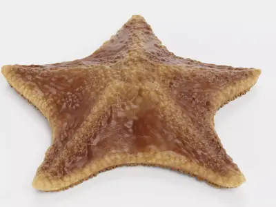-Bat Starfish- Low-poly 3D model