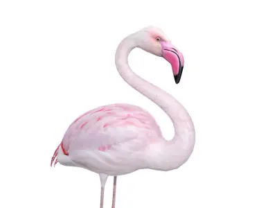Flamingo 3D model shop