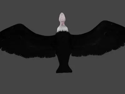 Vulture low poly fully rigged 2 Low-poly 3D model