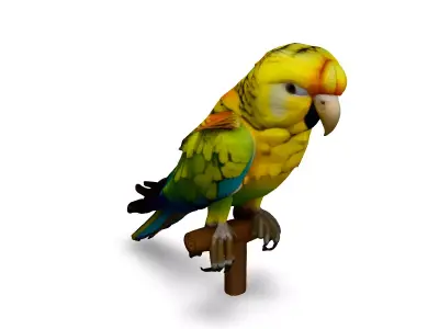Realistic Animated Superbe Parrot 3D Model Low-poly 3D model