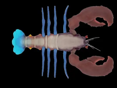 Atlantic colorful Lobster rigged 3D Model 3D model