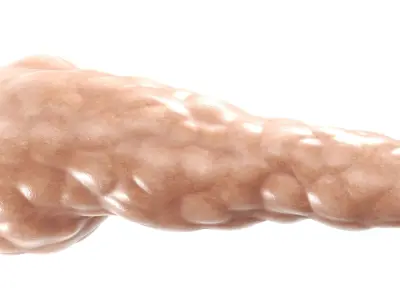 Pancreas PBR 3D model