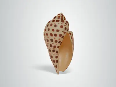 Junonia Shell Free low-poly 3D model