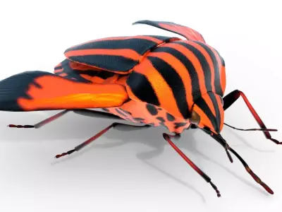 Minstrel bug Free low-poly 3D model