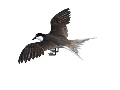 Bridled Tern 3D model