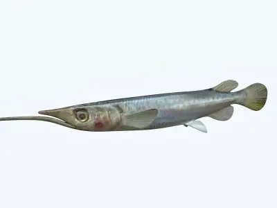 Wrestling Haflbeak Fish 3D model