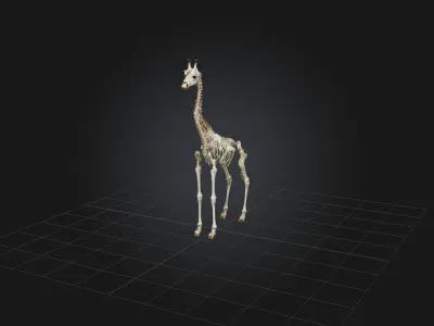 Realistic Giraffe Skeleton Model Low-poly 3D model