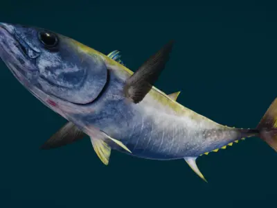 Realistic Yellowfin Tuna Animated 3D model