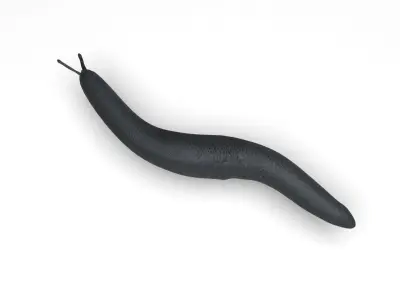 Flatworm 3D model