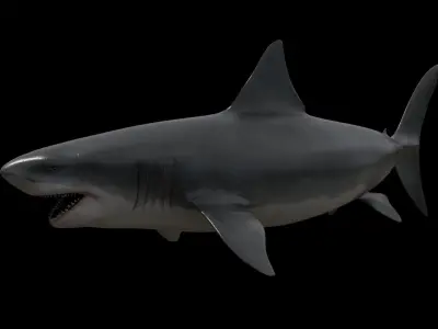 Great white shark Low-poly 3D model 10