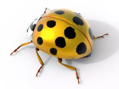 Harmonia axyridis beetle Free 3D model