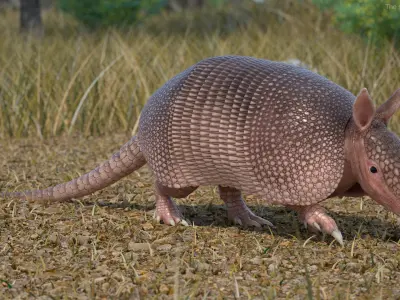 Armadillo Pink Rigged 3D model
