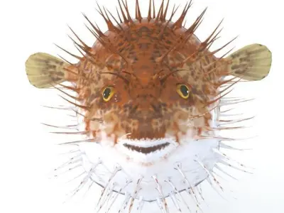 Blowfish puffer fish Low-poly 3D model