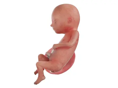 Fetus Week 16 Animated 3D model