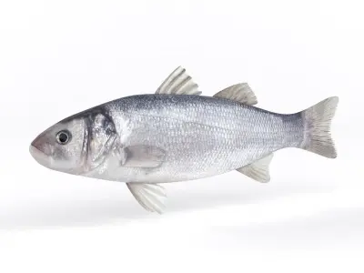 Seabass Fish 3D model get