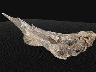 Dead Tree Root 3D Scan in highpoly 3D model