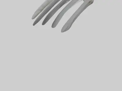 Koala Rib Low-poly 3D model