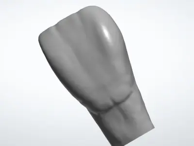 Dental morphology-first incisor 3D model