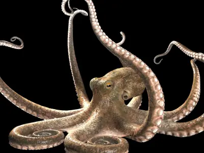 Octopus 3D model 8