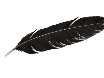 Crow Feather 3D model