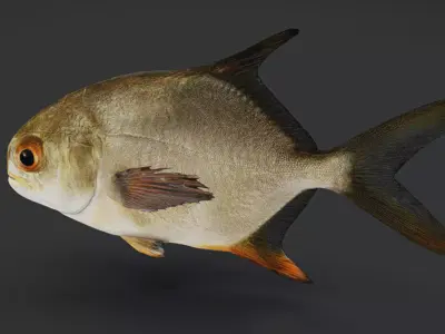 Realistic Pompano - Butterfish - Pomfret Animated 3D model