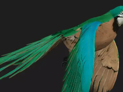 Parrot A5 Free 3D model
