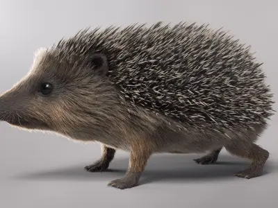 Hedgehog European Fur 3D model