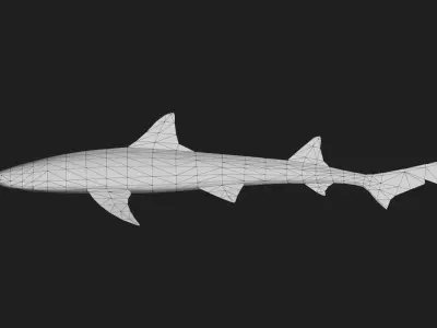 Shark Low-poly 3D model 17