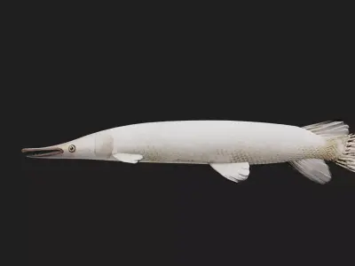 Gar fish Low-poly 3D model