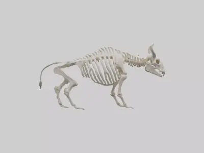 Bison Skeleton model 3D model