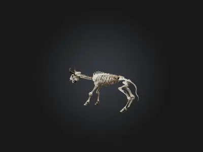 Realistic Bison Skeleton Model Low-poly 3D model
