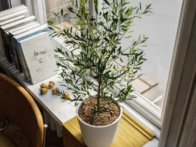  Young Olive Tree Potted Plant Model 