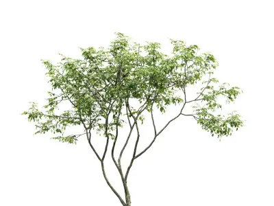 Amelanchier #1 3D model