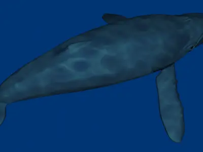Humpback Whale 3D model order