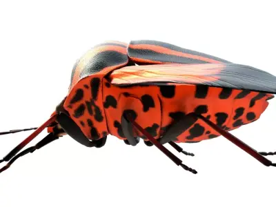 Minstrel bug Free low-poly 3D model