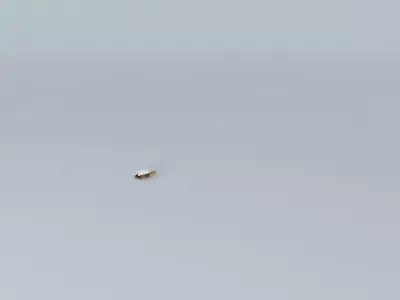 CONASTOGA WAGON 3D model