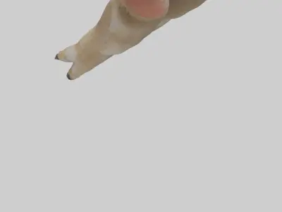 Coyote Paws Low-poly 3D model
