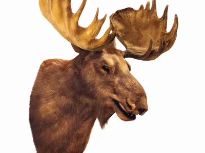 Elk Head 3D model
