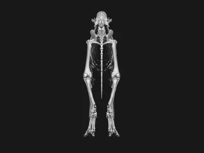 Dog Skeleton 3D model