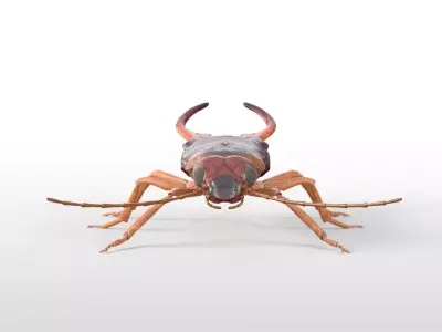 Earwigs Insect Low-poly 3D model