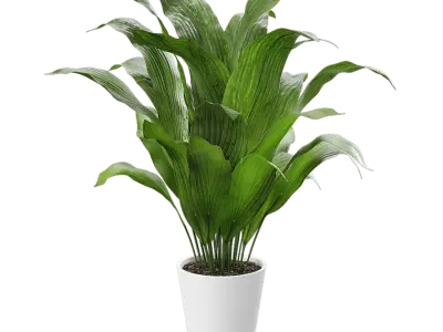  Cast Iron Plant Potted Plant Model 