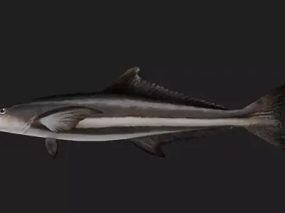 Bass fish Low-poly 3D model 11